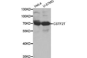 Western Blotting (WB) image for anti-Cleavage Stimulation Factor, 3' Pre-RNA, Subunit 2, 64kDa, tau Variant (CSTF2T) antibody (ABIN1875955) (CSTF2T Antikörper)