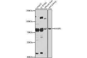 Western blot analysis of extracts of various cell lines, using M antibody (ABIN7268387) at 1:3000 dilution. (MASP2 Antikörper  (AA 445-686))