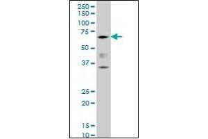 Western Blotting (WB) image for anti-Runt-Related Transcription Factor 2 (RUNX2) (AA 251-351) antibody (ABIN614586) (RUNX2 Antikörper  (AA 251-351))