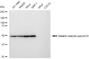 Western blotting analysis using Katanin catalytic subunit A1 antibody (ABIN7800946). (Rekombinanter KATNA1 Antikörper)