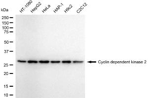 Western blotting analysis using cyclin dependent kinase 2 antibody (ABIN7798212). (Rekombinanter CDK2 Antikörper)