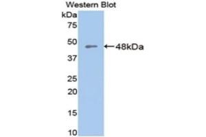 Western Blotting (WB) image for anti-Glutamic-Oxaloacetic Transaminase 1, Soluble (Aspartate Aminotransferase 1) (GOT1) (AA 1-413) antibody (ABIN1077844) (GOT1 Antikörper  (AA 1-413))