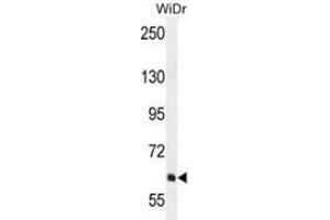 Western blot analysis in WiDr cell line lysates (35ug/lane) using PIK3R5  Antibody  (C-term). (PIK3R5 Antikörper  (C-Term))