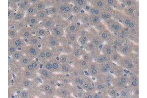 Immunohistochemistry (IHC) image for anti-Mitogen-Activated Protein Kinase 7 (MAPK7) (AA 185-419) antibody (ABIN7442186)
