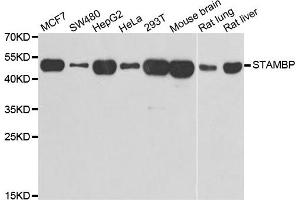 Western blot analysis of extracts of various cell lines, using STAMBP antibody.
