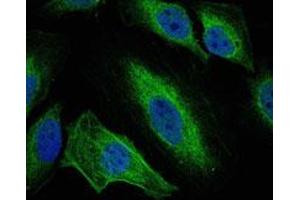 Immunofluorescence analysis of HeLa cells using AURKA monoclonal antibody, clone 1F8  (green).