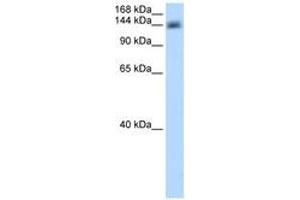 CPSF1 抗体  (AA 531-580)