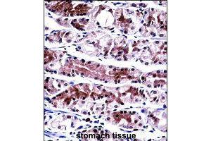 Immunohistochemistry (Formalin/PFA-fixed paraffin-embedded sections) of human stomach tissue with NXF1 polyclonal antibody  followed by peroxidase conjugation of the secondary antibody and DAB staining. (NXF1 Antikörper  (AA 1-30))