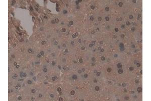 IHC-P analysis of Mouse Liver Tissue, with DAB staining. (TNP1 Antikörper  (AA 3-53))