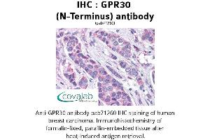 Image no. 1 for anti-G Protein-Coupled Estrogen Receptor 1 (GPER) (Extracellular Domain), (N-Term) antibody (ABIN1735054) (GPER Antikörper  (Extracellular Domain, N-Term))