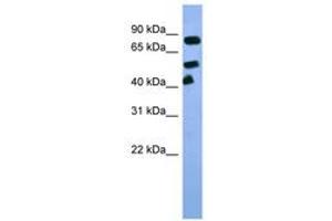 Image no. 1 for anti-Aryl Hydrocarbon Receptor Nuclear Translocator (ARNT) (C-Term) antibody (ABIN6746022) (ARNT Antikörper  (C-Term))