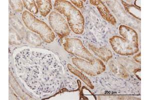 Immunoperoxidase of purified MaxPab antibody to CDH16 on formalin-fixed paraffin-embedded human kidney. (Cadherin-16 Antikörper  (AA 1-829))