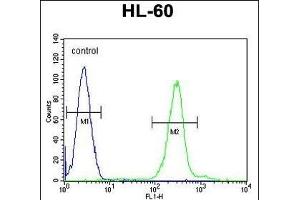 PLA2G2C Antibody (C-term) (ABIN655935 and ABIN2845327) flow cytometric analysis of HL-60 cells (right histogram) compared to a negative control cell (left histogram). (PLA2G2C Antikörper  (C-Term))