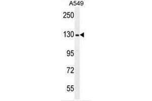 RPGR Antibody (C-term) western blot analysis in A549 cell line lysates (35µg/lane). (RPGR Antikörper  (C-Term))