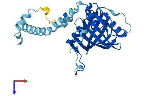 IMP4 Protein (AA 1-291) (His tag)