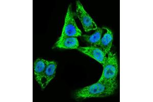 Immunofluorescence analysis of HepG2 cells using DCX antibody (green). (Doublecortin Antikörper  (AA 362-411))