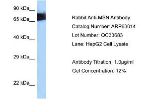 Western Blotting (WB) image for anti-Moesin (MSN) (C-Term) antibody (ABIN971194) (Moesin Antikörper  (C-Term))