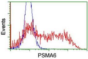 Image no. 3 for anti-Proteasome Subunit alpha 6 (PSMA6) antibody (ABIN1500466) (PSMA6 Antikörper)