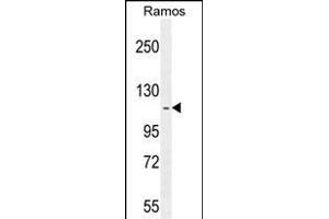 HIP1R Antibody (N-term) (ABIN655061 and ABIN2844690) western blot analysis in Ramos cell line lysates (35 μg/lane).