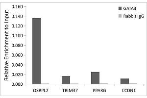 Chromatin immunoprecipitation analysis of extracts of MCF7 cells, using [KO Validated] G Rabbit mAb antibody  and rabbit IgG. (GATA3 Antikörper)