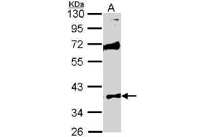 WB Image Sample (30 ug of whole cell lysate) A: Raji 10% SDS PAGE antibody diluted at 1:1000 (STK26/MST4 Antikörper  (Center))