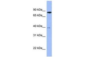 Image no. 1 for anti-Radixin (RDX) (AA 467-516) antibody (ABIN6741663)