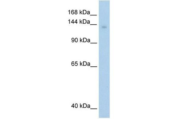 MOV10 Antikörper  (C-Term)