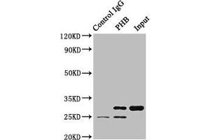 Immunoprecipitating PHB in HEK293 whole cell lysate Lane 1: Rabbit control IgG (1 μg) instead of ABIN7164704 in HEK293 whole cell lysate. (Prohibitin Antikörper  (AA 1-272))