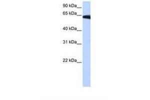 Image no. 1 for anti-Phosphatidylinositol Glycan W (PIGW) (AA 264-313) antibody (ABIN6739249) (PIGW Antikörper  (AA 264-313))