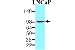 Western blot analysis of cell lysate of LNCaP (30 ug) was resolved by SDS - PAGE , transferred to NC membrane and probed with FOLH1 monoclonal antibody , clone k1H7 (1 : 1000) .