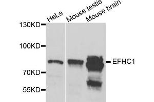 Western blot analysis of extracts of various cell lines, using EFHC1 antibody (ABIN5975244) at 1/1000 dilution. (EFHC1 Antikörper)