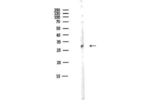 anti-14-3-3 epsilon (YWHAE) (C-Term) antibody