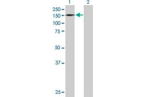 Western Blot analysis of TRIM24 expression in transfected 293T cell line by TRIM24 MaxPab polyclonal antibody.