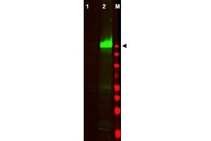 Image no. 2 for anti-Epidermal Growth Factor Receptor (EGFR) (AA 1189-1199), (pTyr1197) antibody (ABIN401341) (EGFR Antikörper  (pTyr1197))
