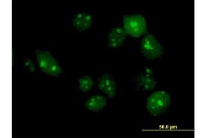 Immunofluorescence of purified MaxPab antibody to TTLL6 on HeLa cell.