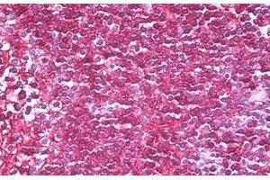 Anti-CD45RB antibody IHC staining of human tonsil. (CD45RB Antikörper  (AA 79-88))