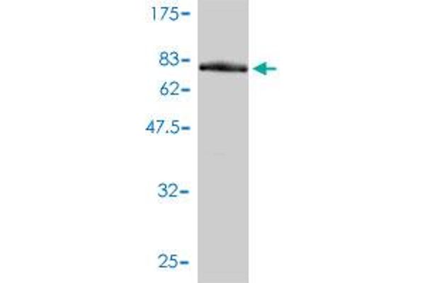 RNMT Antikörper  (AA 1-476)