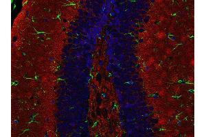 Indirect immunostaining of PFA fixed paraffin embedded mouse hippocampus section with anti-Synaptogyrin 1 (dilution 1 : 500; red) and chicken anti-GFAP (, dilution 1 : 500; green). (Synaptogyrin 1 Antikörper  (AA 220-234))
