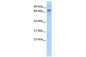 SEC23B antibody used at 1 ug/ml to detect target protein. (Sec23 Homolog B Antikörper)
