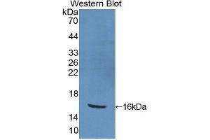 Western Blotting (WB) image for anti-Peroxisome Proliferator-Activated Receptor gamma (PPARG) (AA 157-274) antibody (ABIN3207605) (PPARG Antikörper  (AA 157-274))