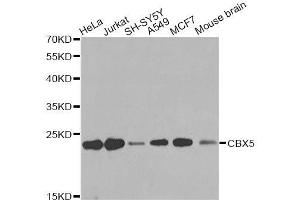 Western blot analysis of extracts of various cell lines, using CBX5 antibody. (CBX5 Antikörper  (AA 1-100))
