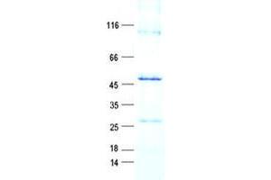 Validation with Western Blot (RTP4 Protein (GST tag,His tag))