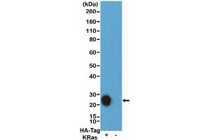 Western blot testing of recombinant HA Tag antibody (0.