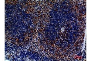 Immunohistochemistry (IHC) analysis of paraffin-embedded Mouse Spleen, antibody was diluted at 1:100. (CCR4 Antikörper  (N-Term))