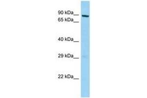 Image no. 1 for anti-M-Phase phosphoprotein 10 (U3 Small Nucleolar Ribonucleoprotein) (MPHOSPH10) (AA 444-493) antibody (ABIN6748331) (MPHOSPH10 Antikörper  (AA 444-493))