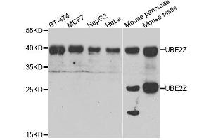 Western blot analysis of extracts of various cells, using UBE2Z antibody.