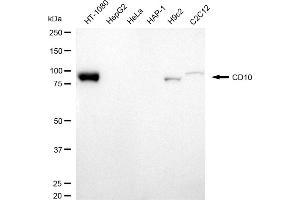 Western blotting analysis using CD10 antibody (ABIN7799367).