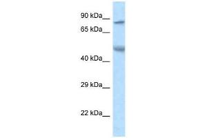 Western Blot showing Zfp90 antibody used at a concentration of 1.