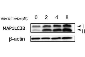 Western blot analysis of MAP1LC3B in treated U87 MG (human glioblastoma astrocytoma) lysates using MAP1LC3B polyclonal antibody . (LC3B Antikörper  (AA 1-50))