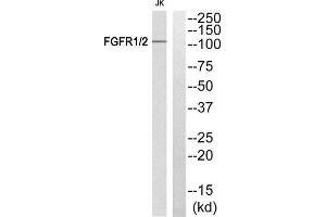 Western Blotting (WB) image for anti-FGFR1, FGFR2 (Tyr463), (Tyr466) antibody (ABIN1848296) (FGFR1/FGFR2 Antikörper  (Tyr463, Tyr466))